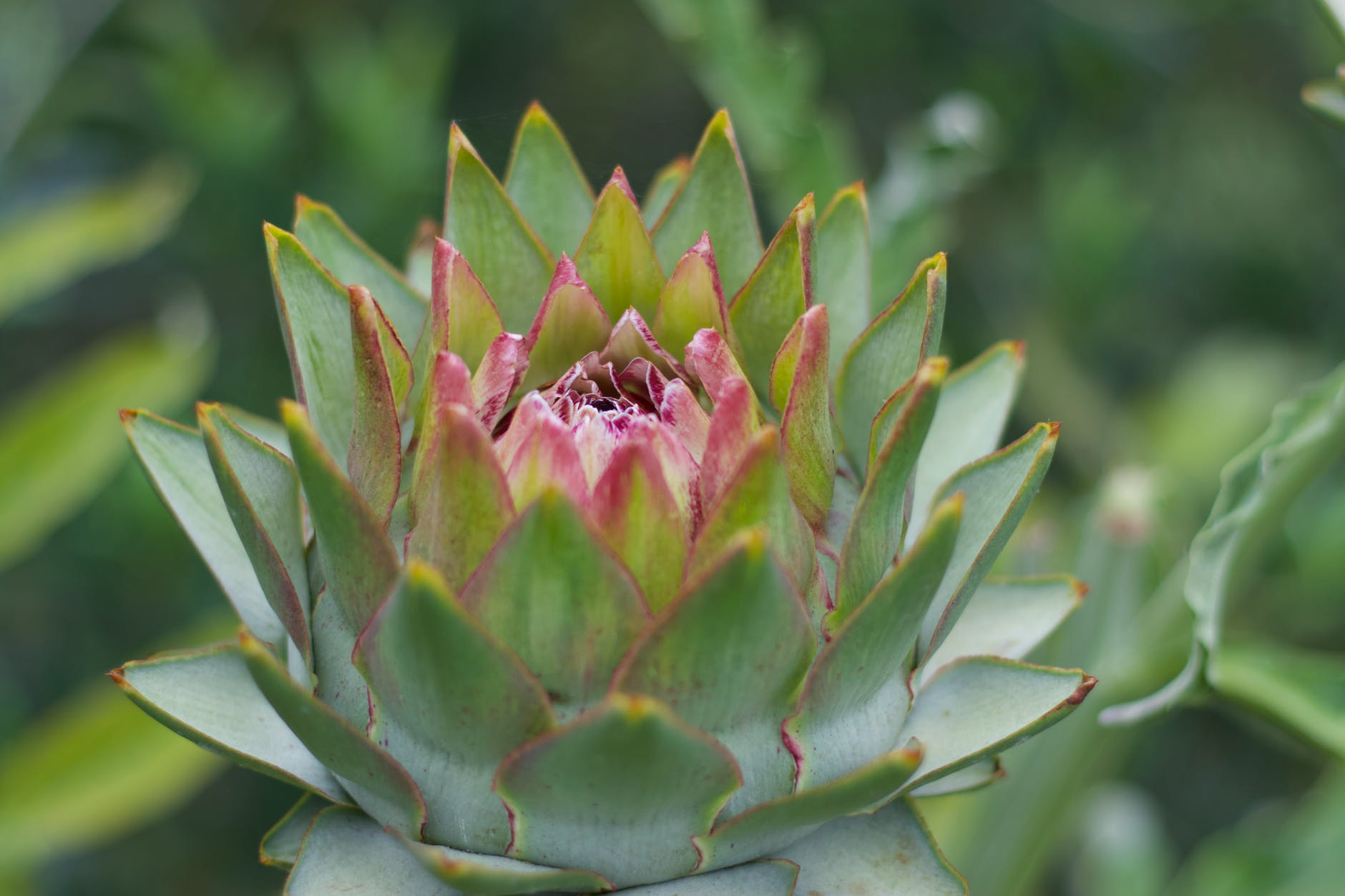 close up of an artichoke flower
